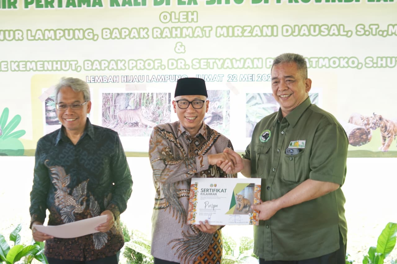 Anak Harimau Sumatera Tampil Perdana, Gubernur Lampung Resmikan Nama